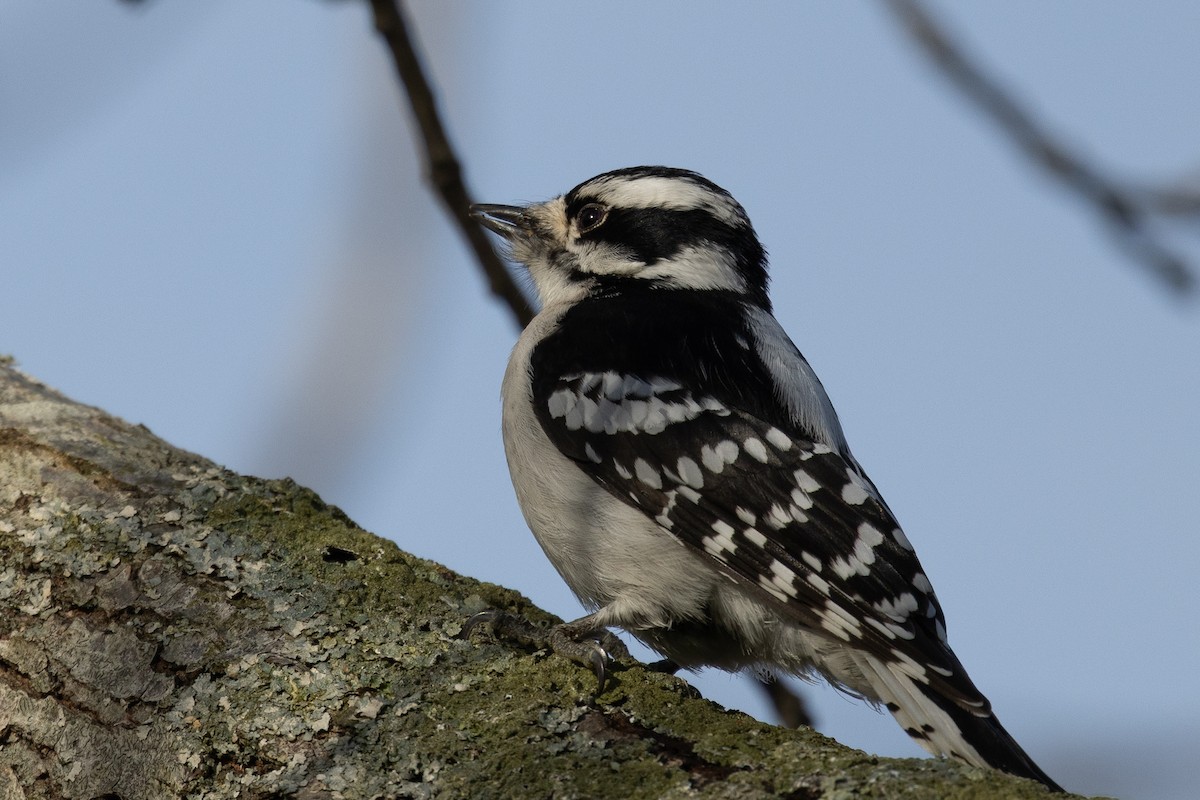 Downy Woodpecker - ML646537261