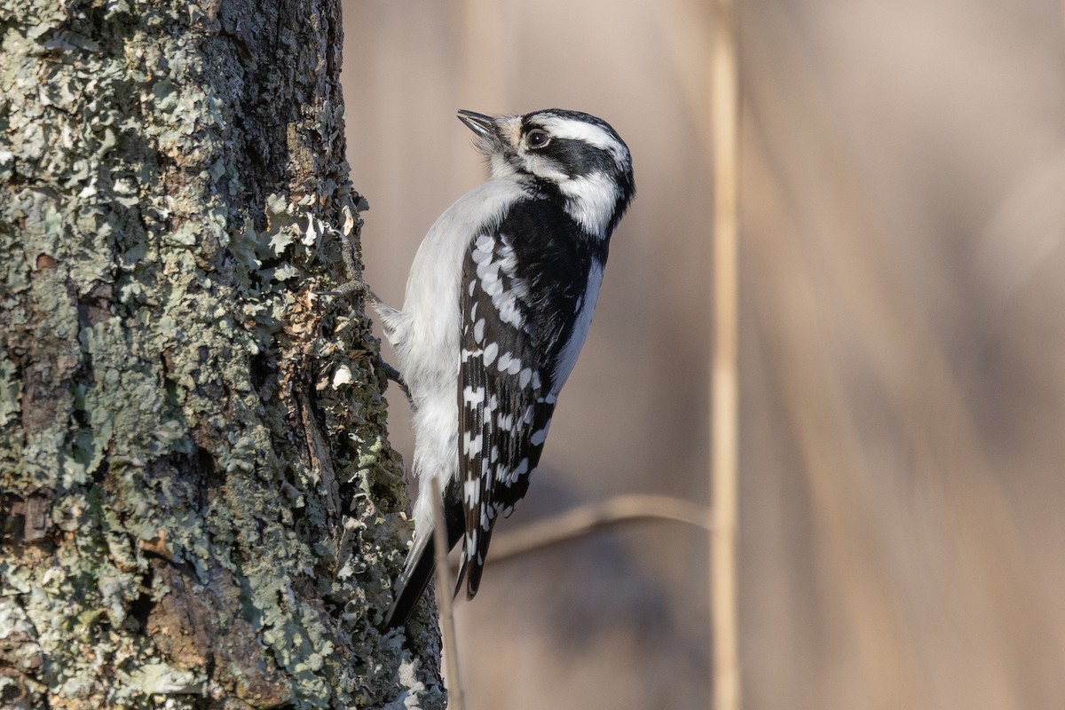 Downy Woodpecker - ML646537264