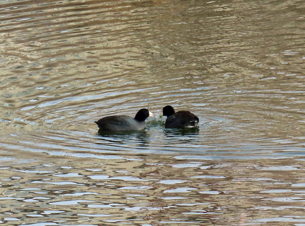 Focha Americana - ML646537265