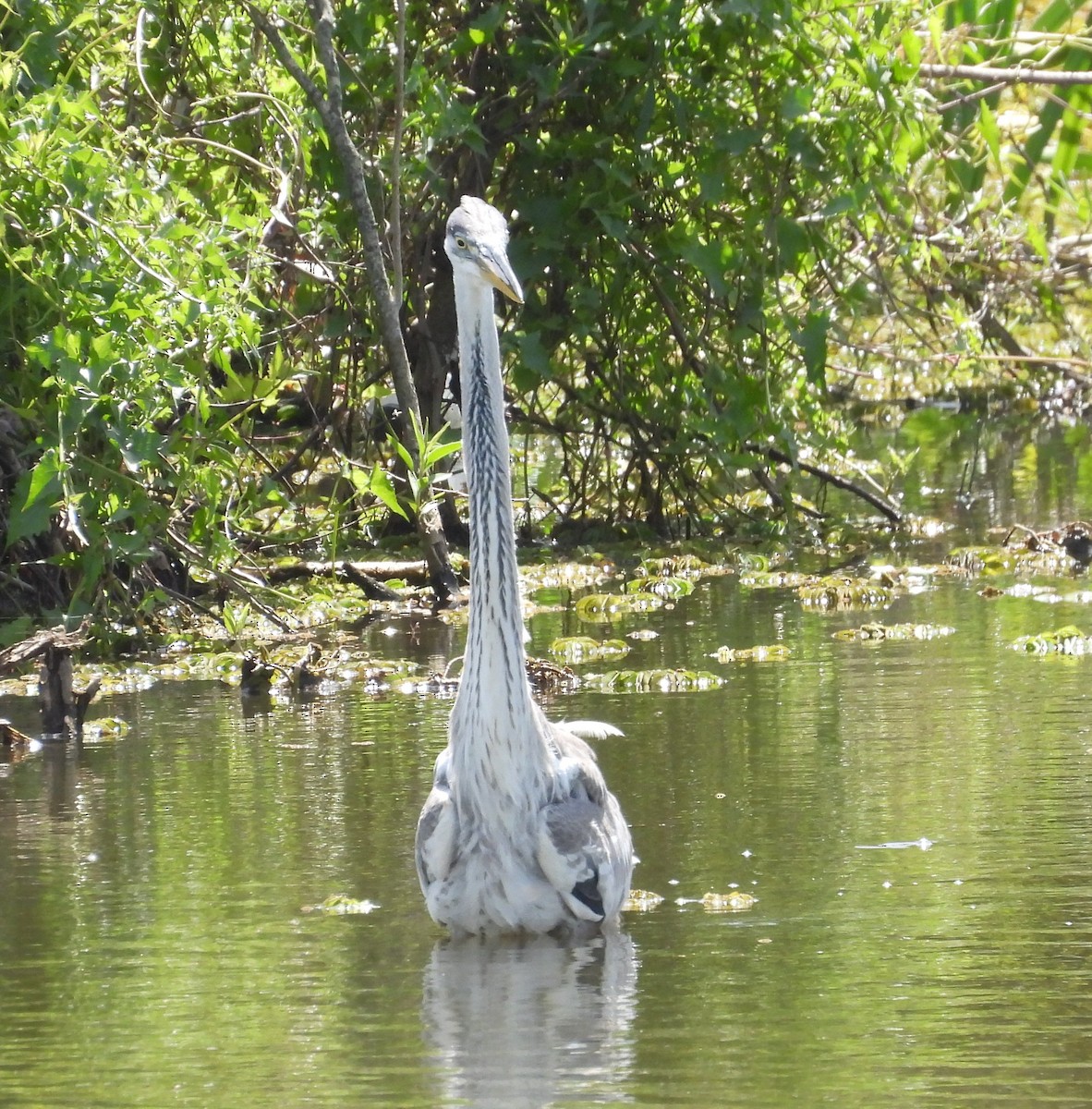 Cocoi Heron - ML646537269