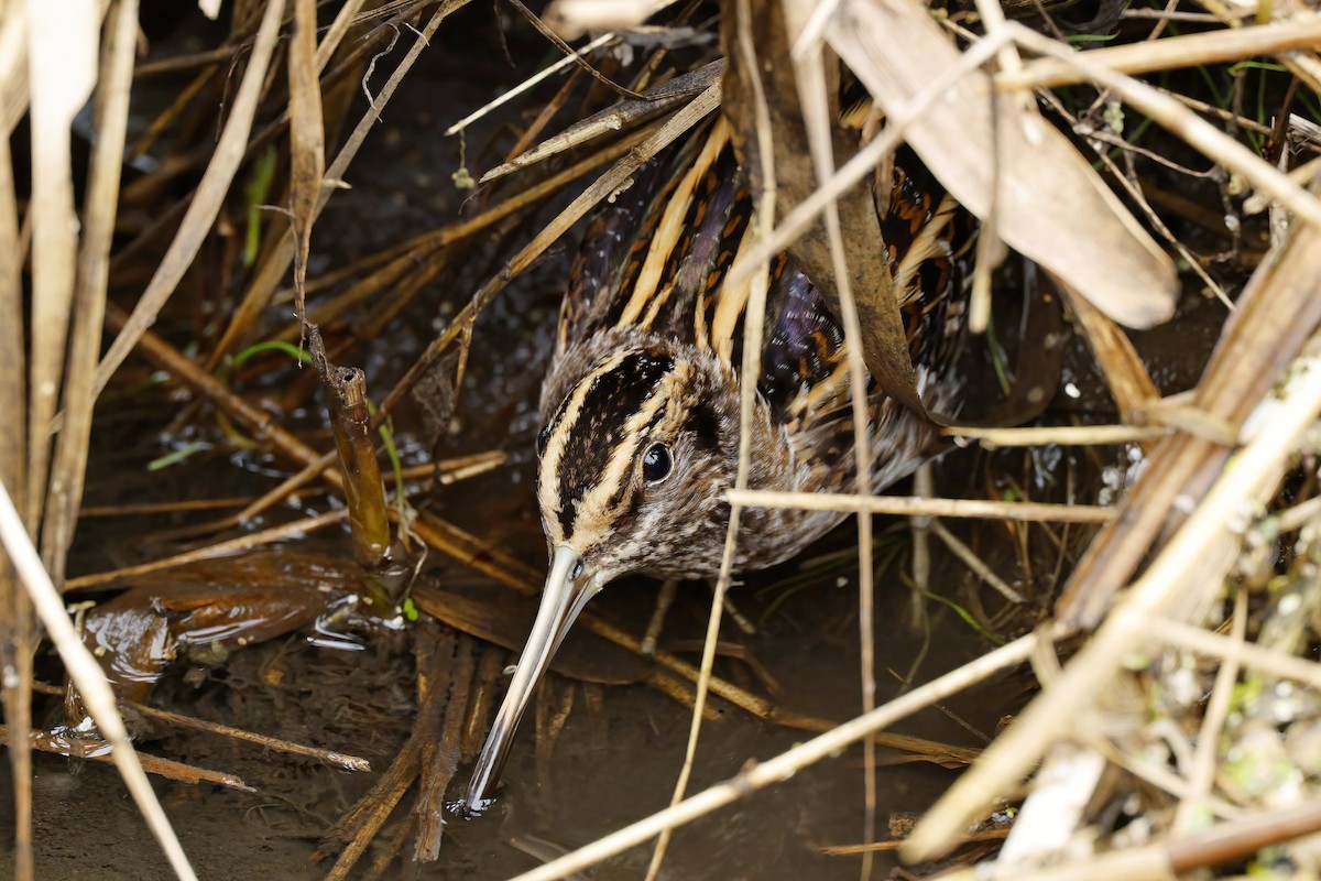 Istingor txikia - ML646537270