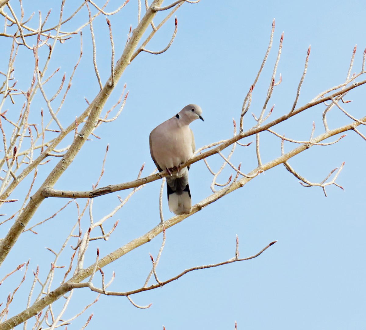 Tórtola Turca - ML646537271