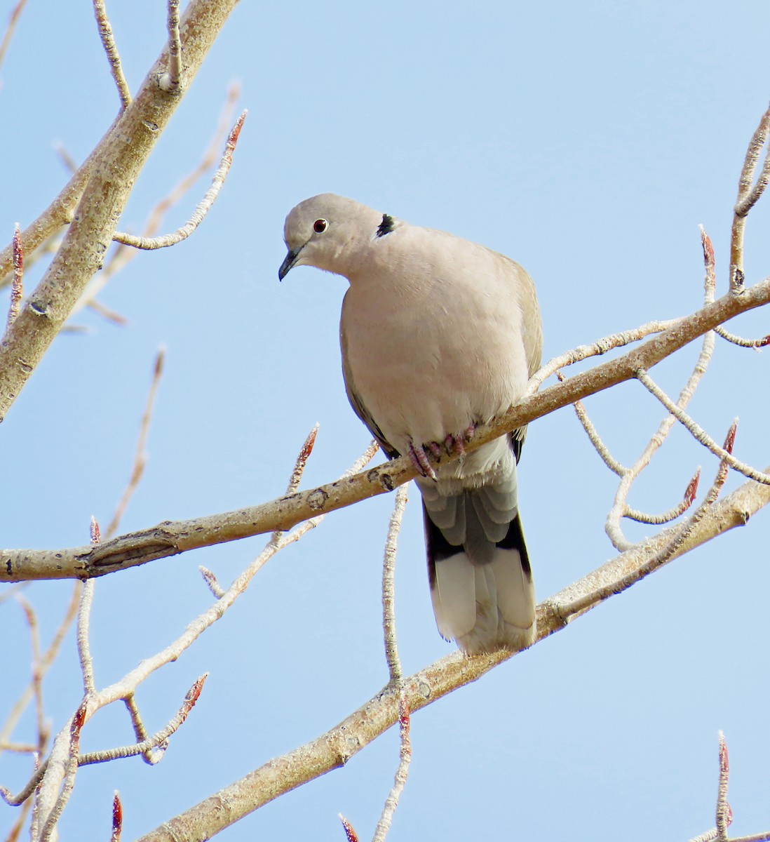 Tórtola Turca - ML646537273