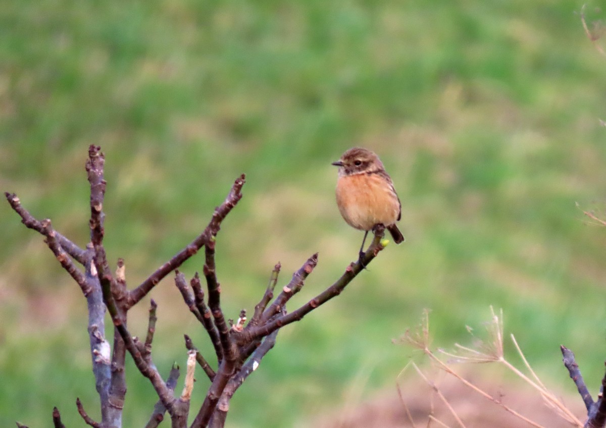 Tarier pâtre - ML646537275