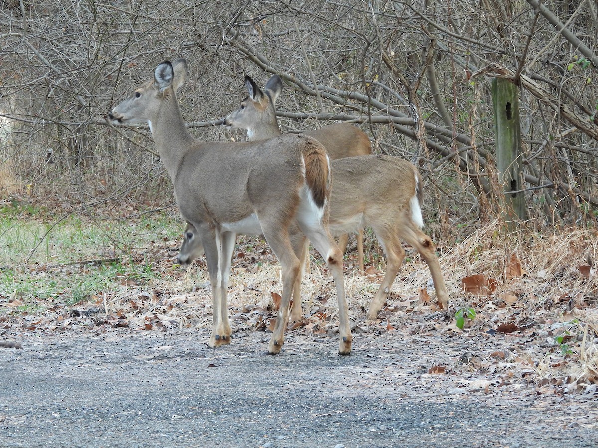 Animals - ML646537278