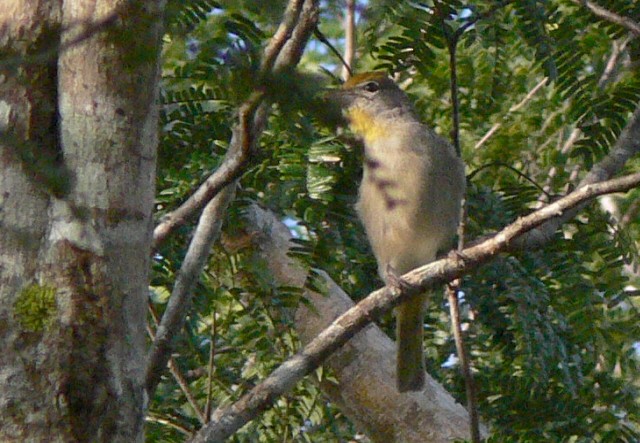 Rose-throated Tanager - ML646537283