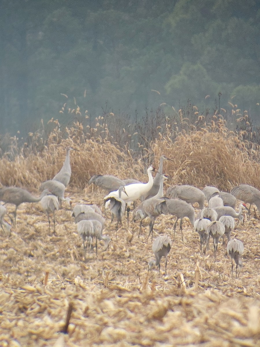 trompettrane - ML646537284