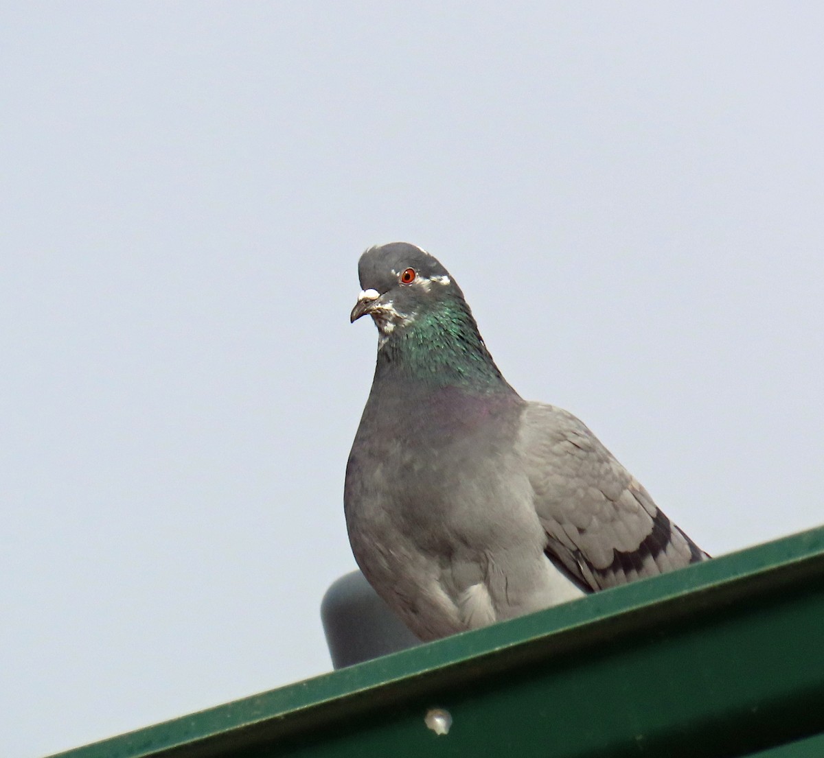 Paloma Bravía (variedad doméstica) - ML646537285