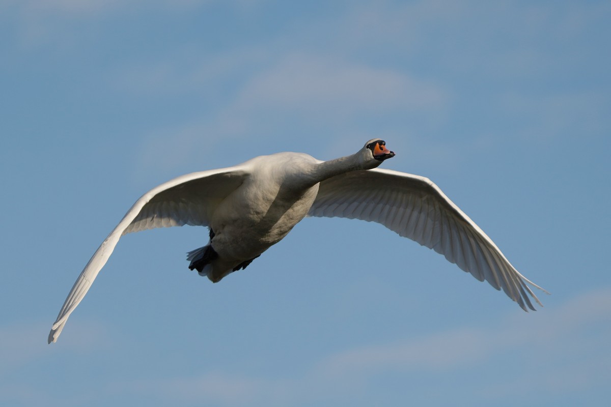 Mute Swan - ML646537286