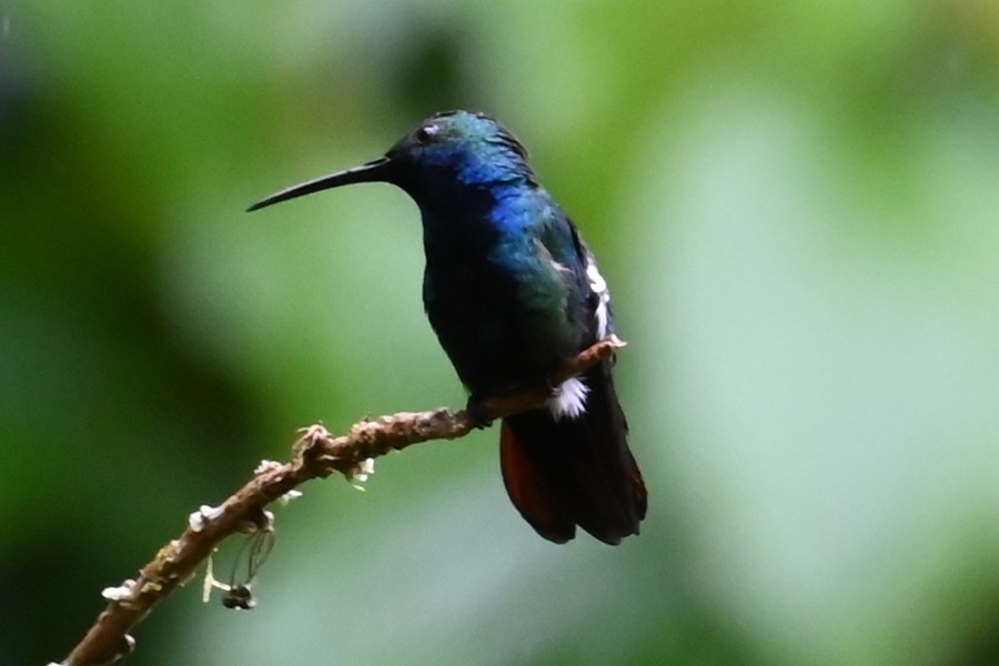 Schwarzbrust-Mangokolibri - ML646537287