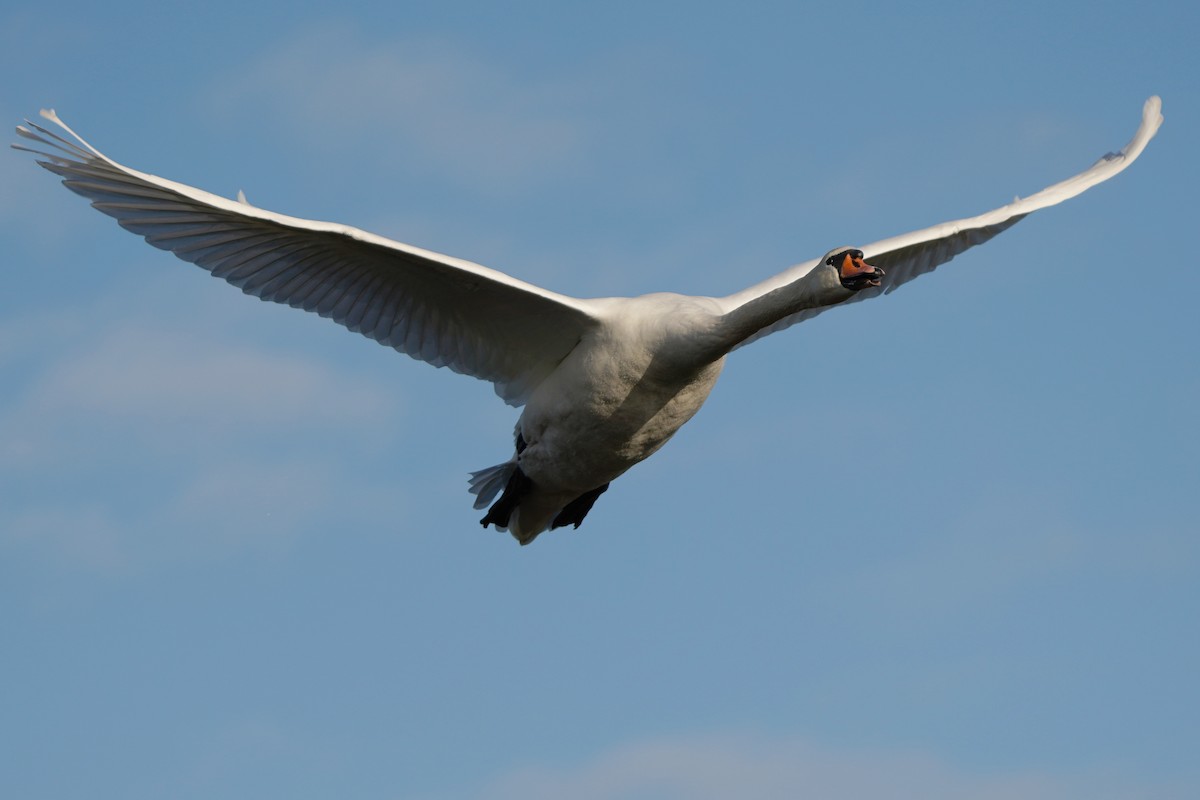 Mute Swan - ML646537290
