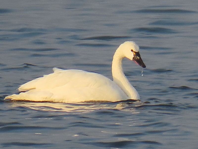 ברבור קטן - ML646537294