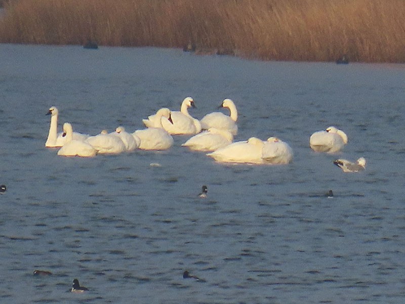 ברבור קטן - ML646537295