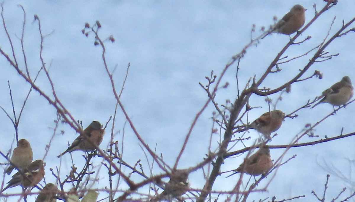 Дуулгат бужирга - ML646537296