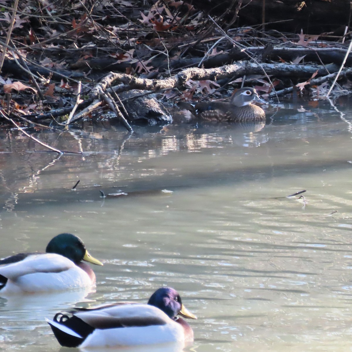 Canard branchu - ML646537301