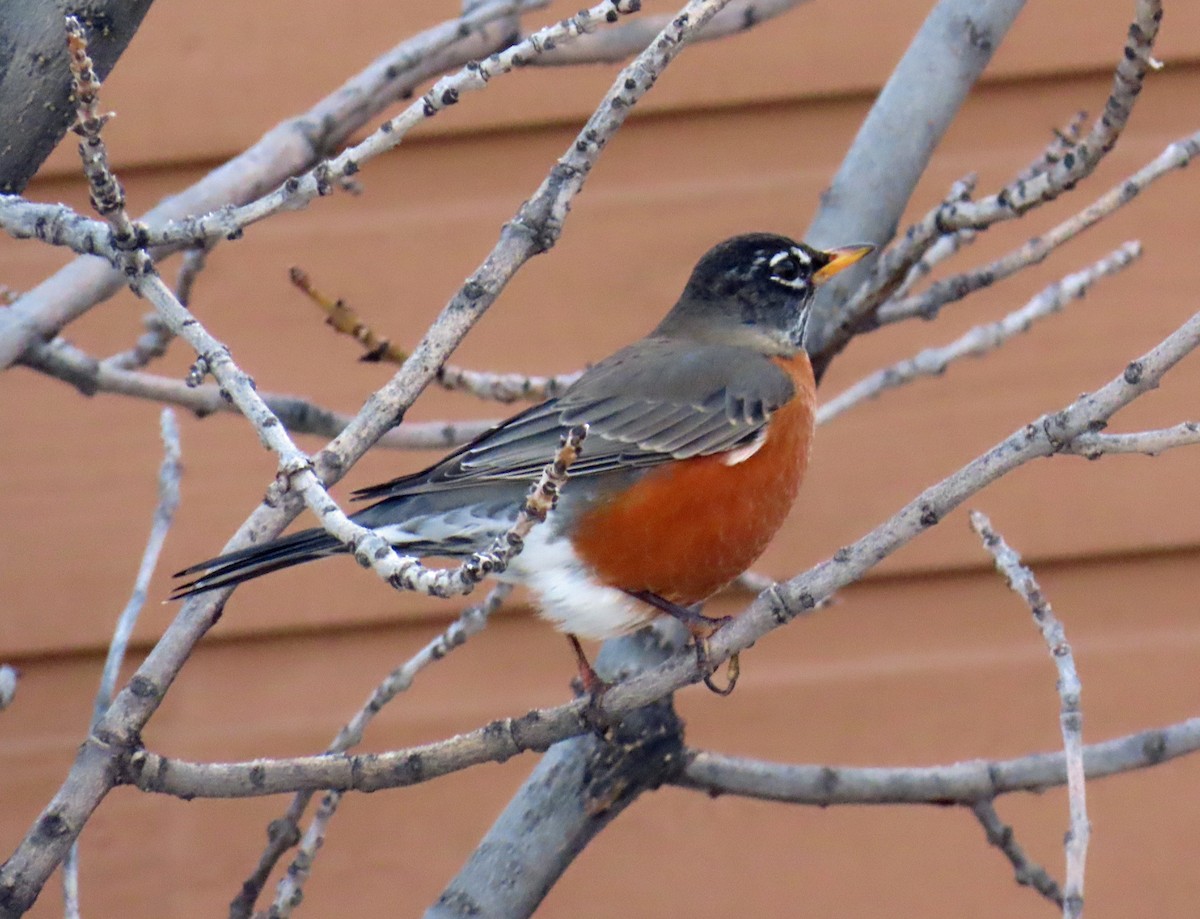 Zorzal Americano - ML646537302