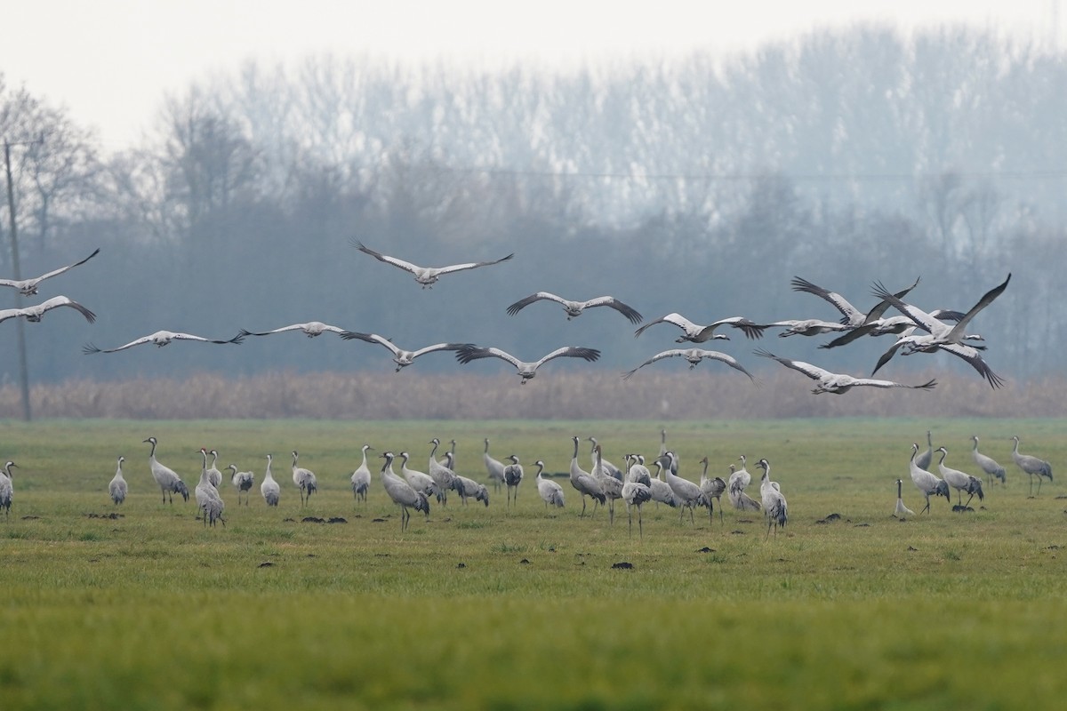 Common Crane - ML646537304