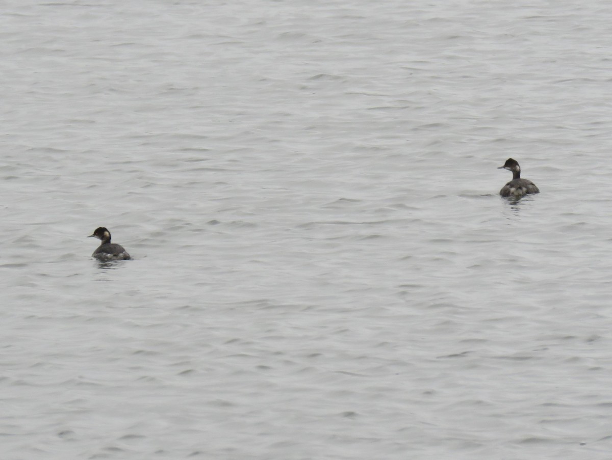 Kara Boyunlu Batağan - ML646537306