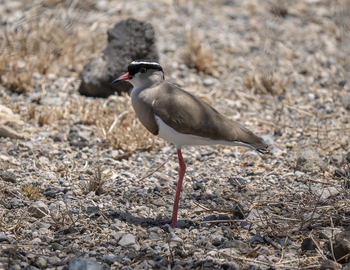 Crowned Lapwing - ML646537310
