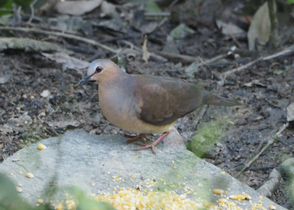 Gray-fronted Dove - ML646537311