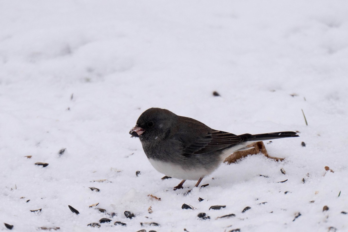 Dark-eyed Junco - ML646537314