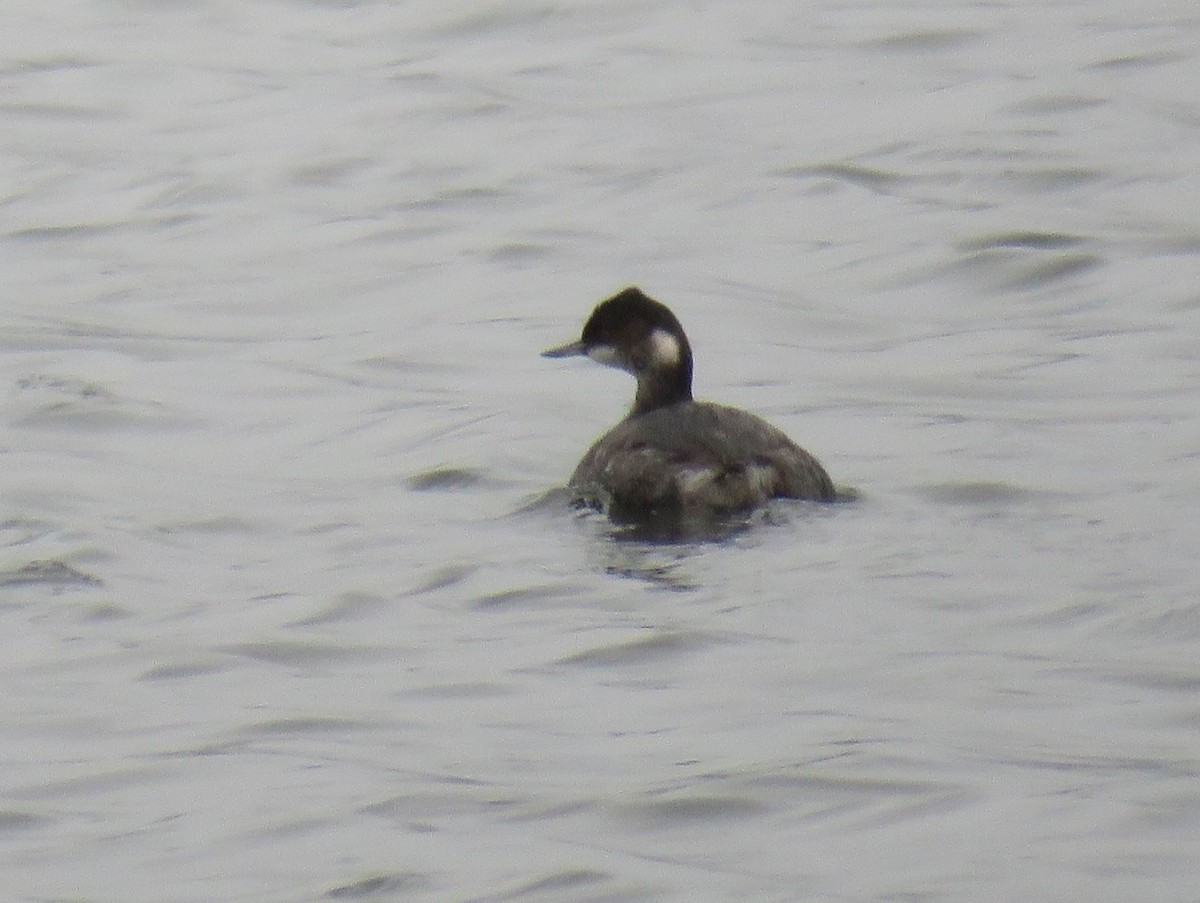 Kara Boyunlu Batağan - ML646537316