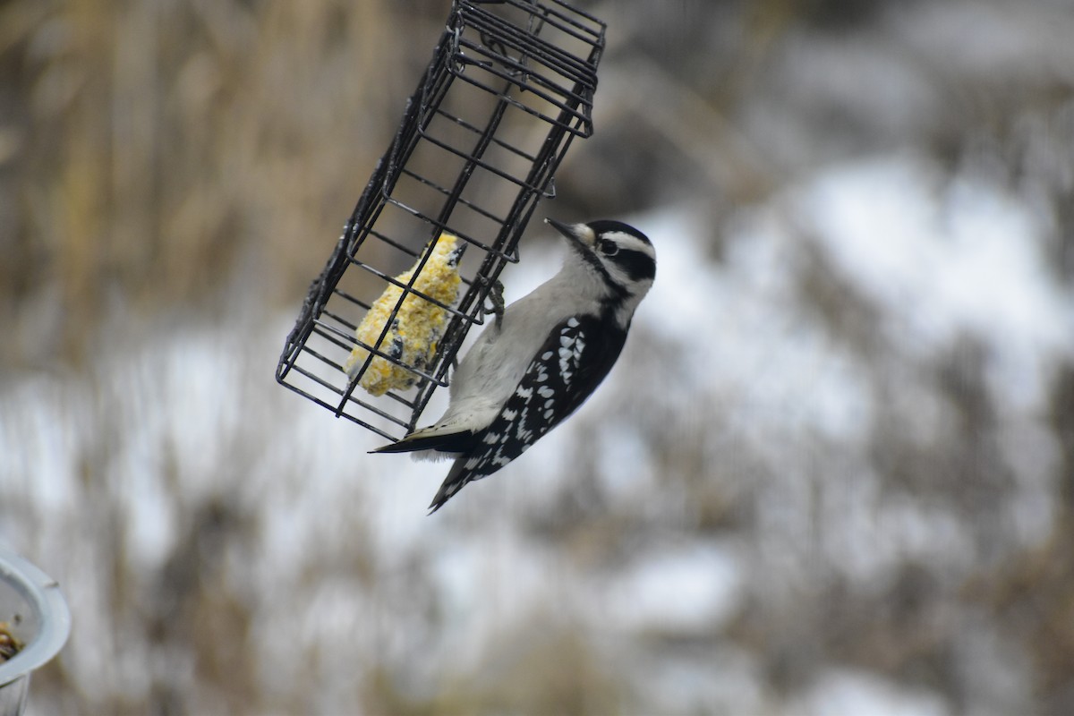 Downy Woodpecker - ML646537319