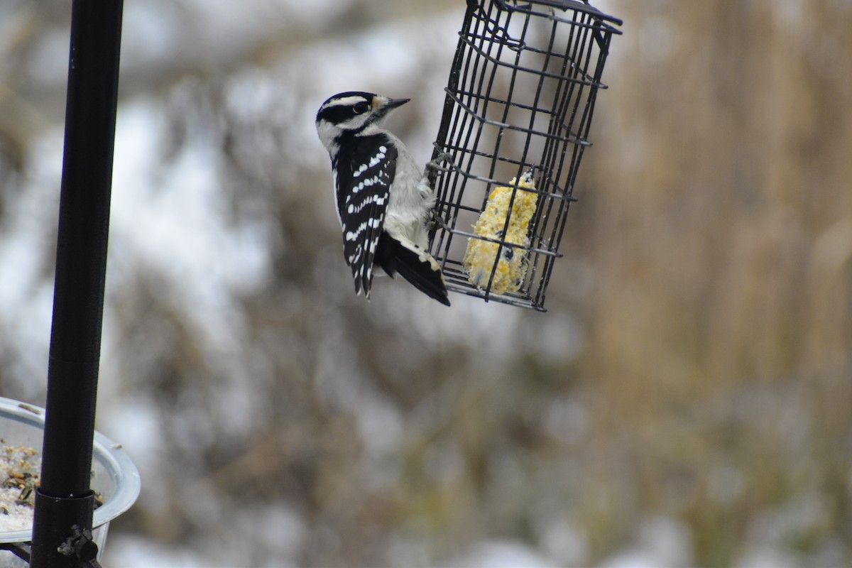 Downy Woodpecker - ML646537320