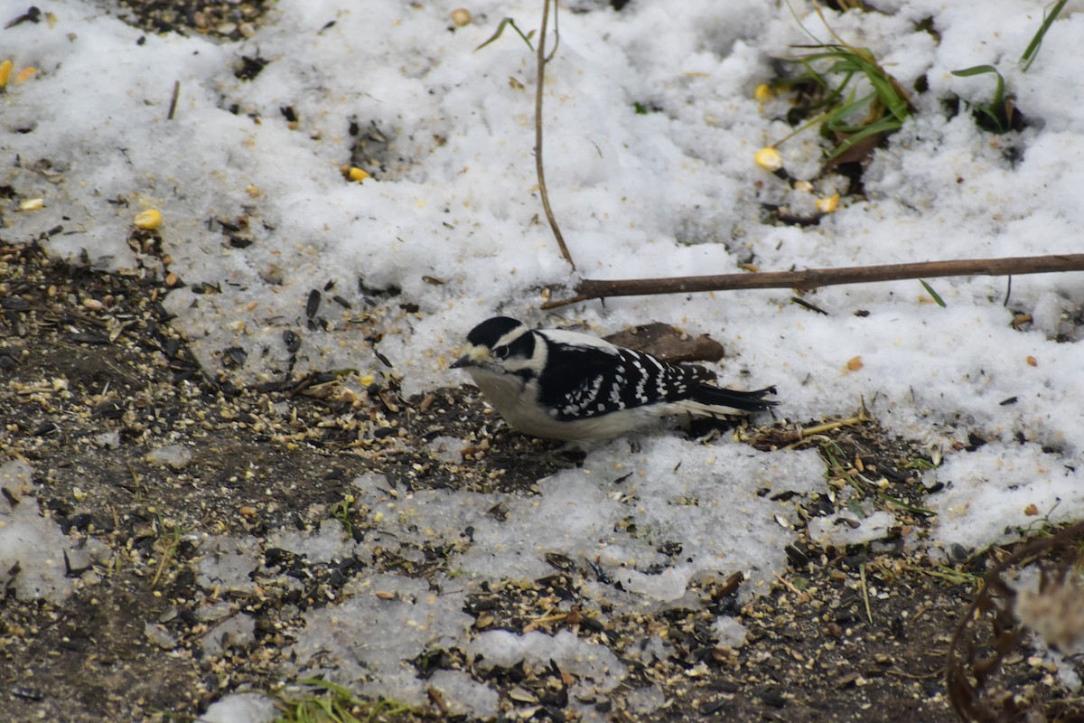Downy Woodpecker - ML646537321