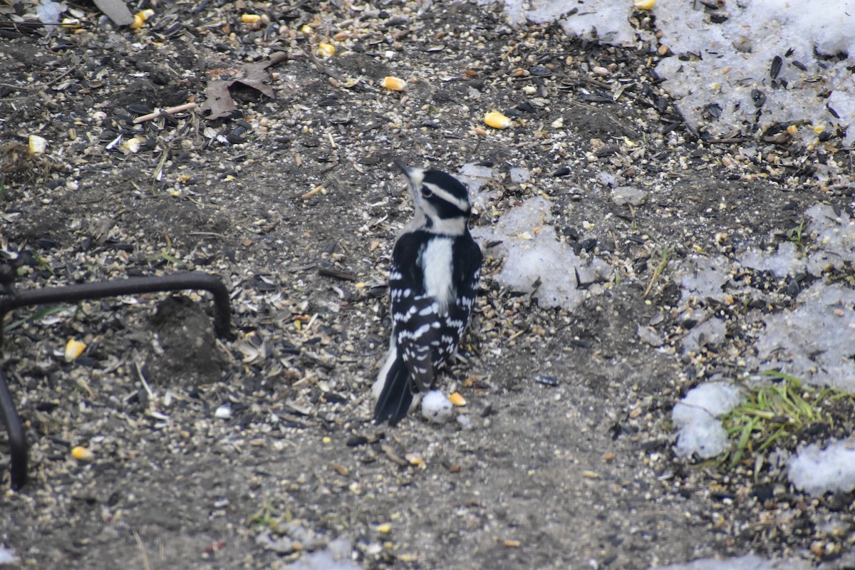 Downy Woodpecker - ML646537322