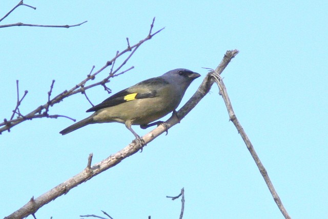 Yellow-winged Tanager - ML646537327