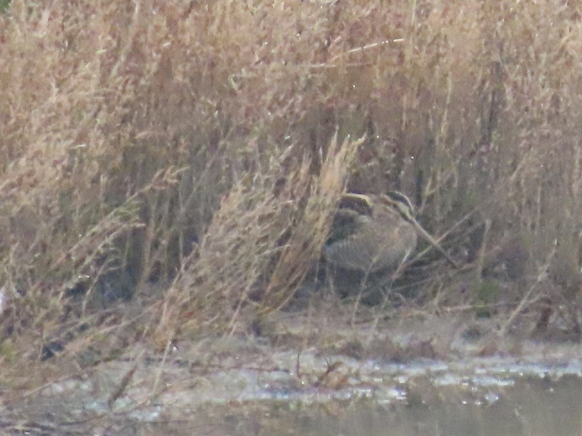 Шөвгөн хараалж - ML646537329