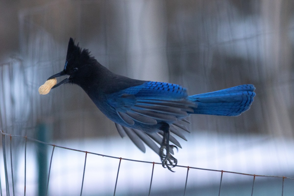 Steller's Jay - ML646537334