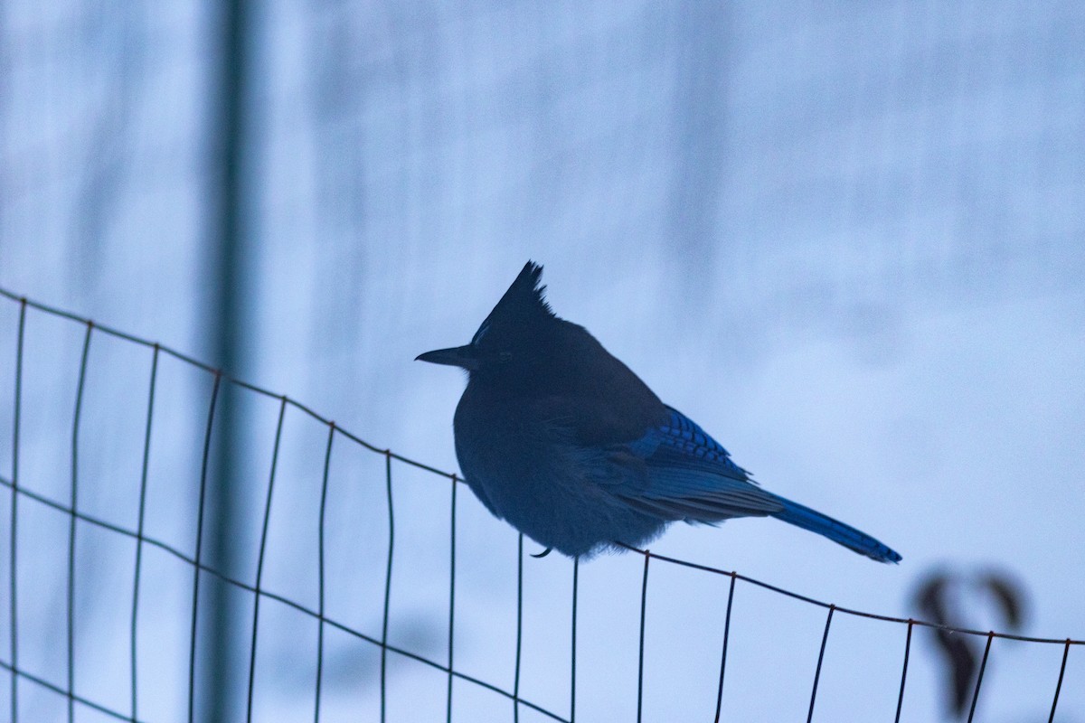 Steller's Jay - ML646537335