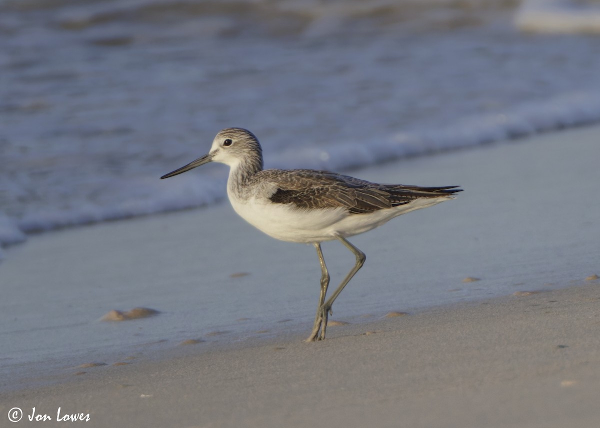 Большой улит - ML646537337