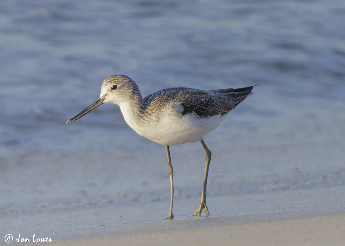 Большой улит - ML646537338