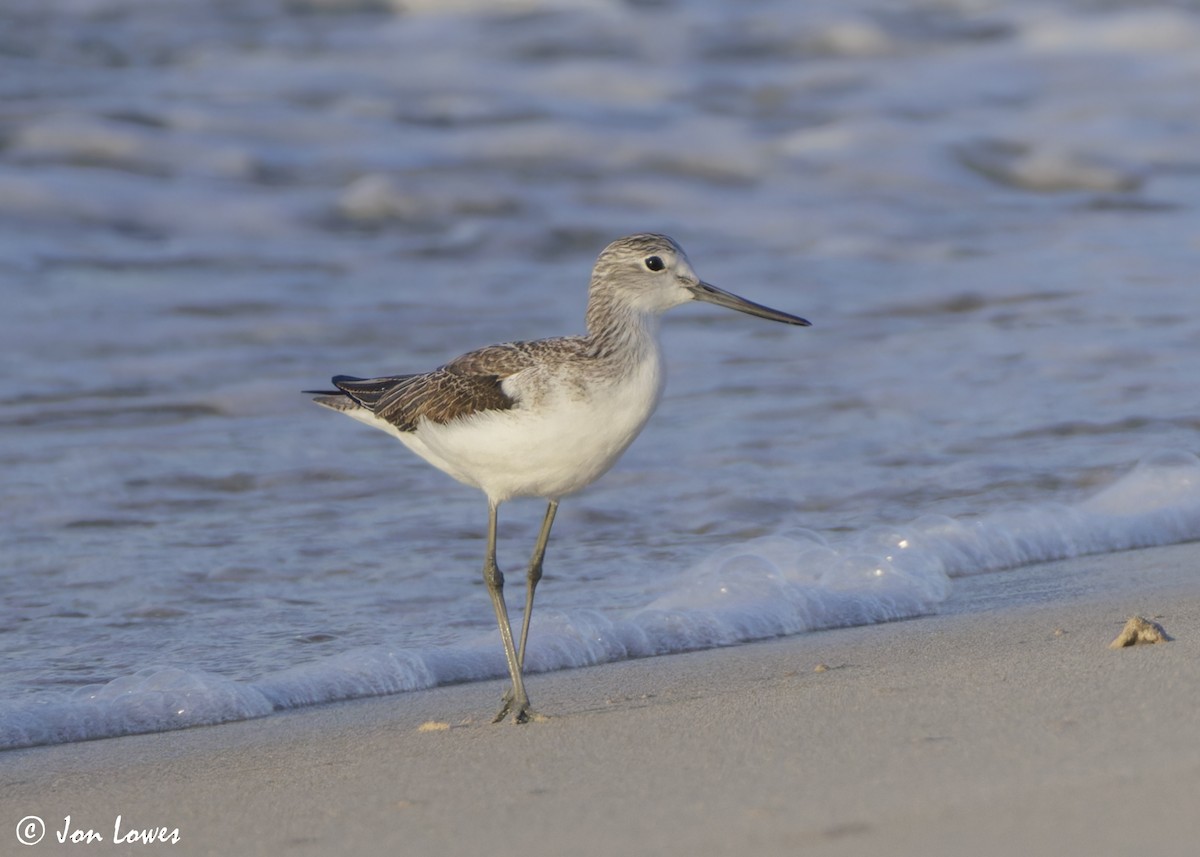 Большой улит - ML646537339