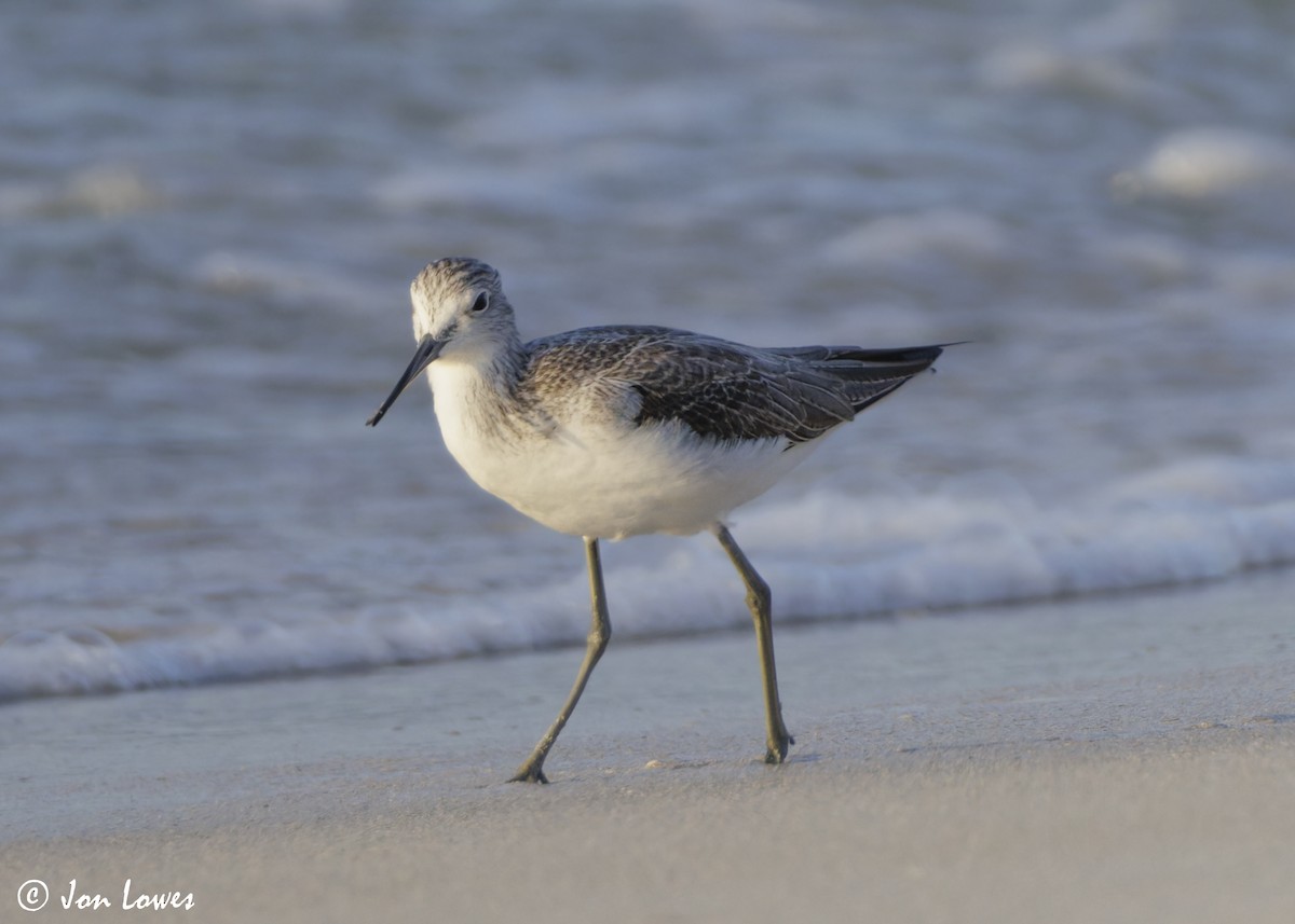 Большой улит - ML646537340