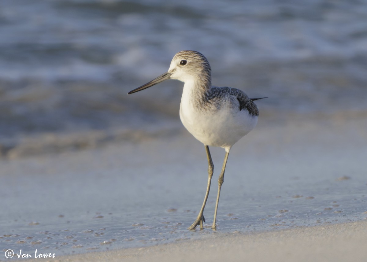 Большой улит - ML646537341