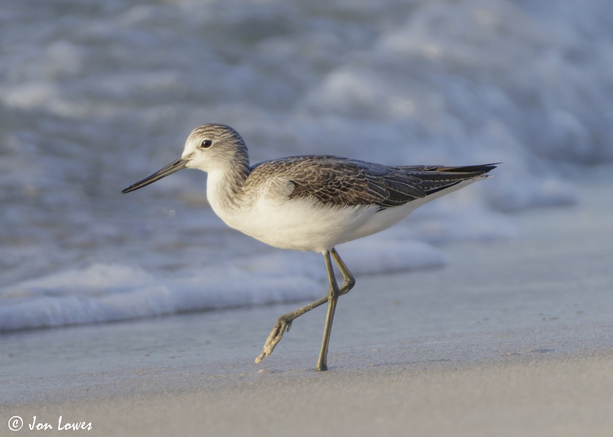 Большой улит - ML646537342