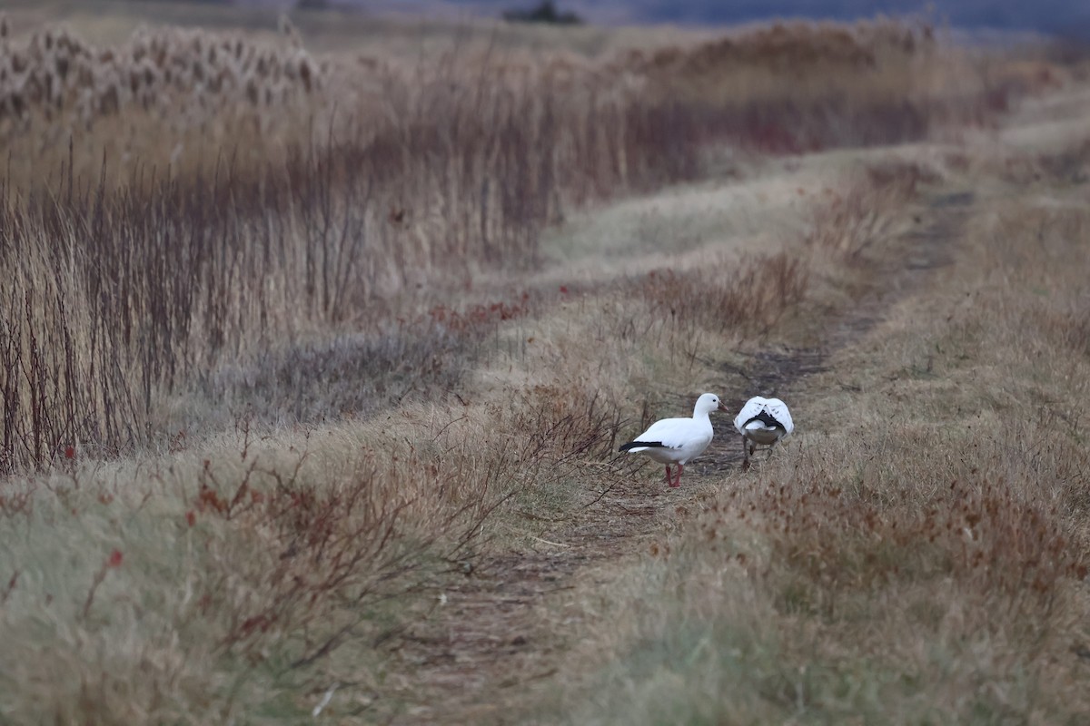 Ross's Goose - ML646537348