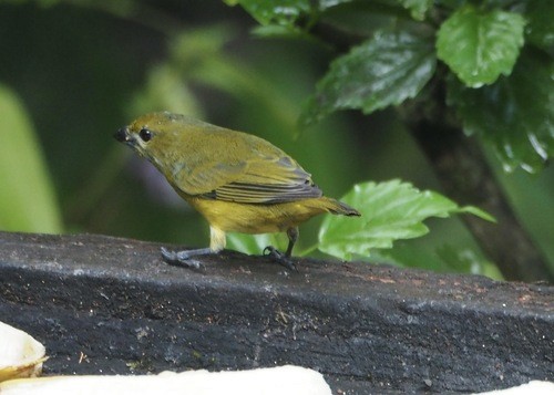 Golden-bellied Euphonia - ML646537349