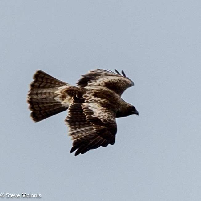 Орел-карлик австралійський - ML646537357