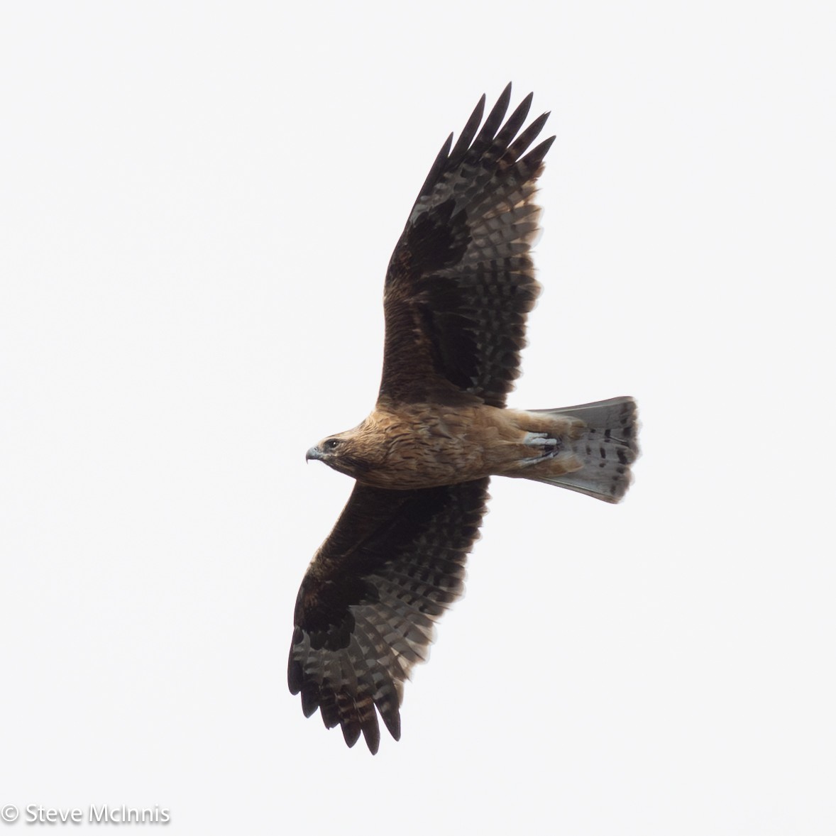 Орел-карлик австралійський - ML646537358