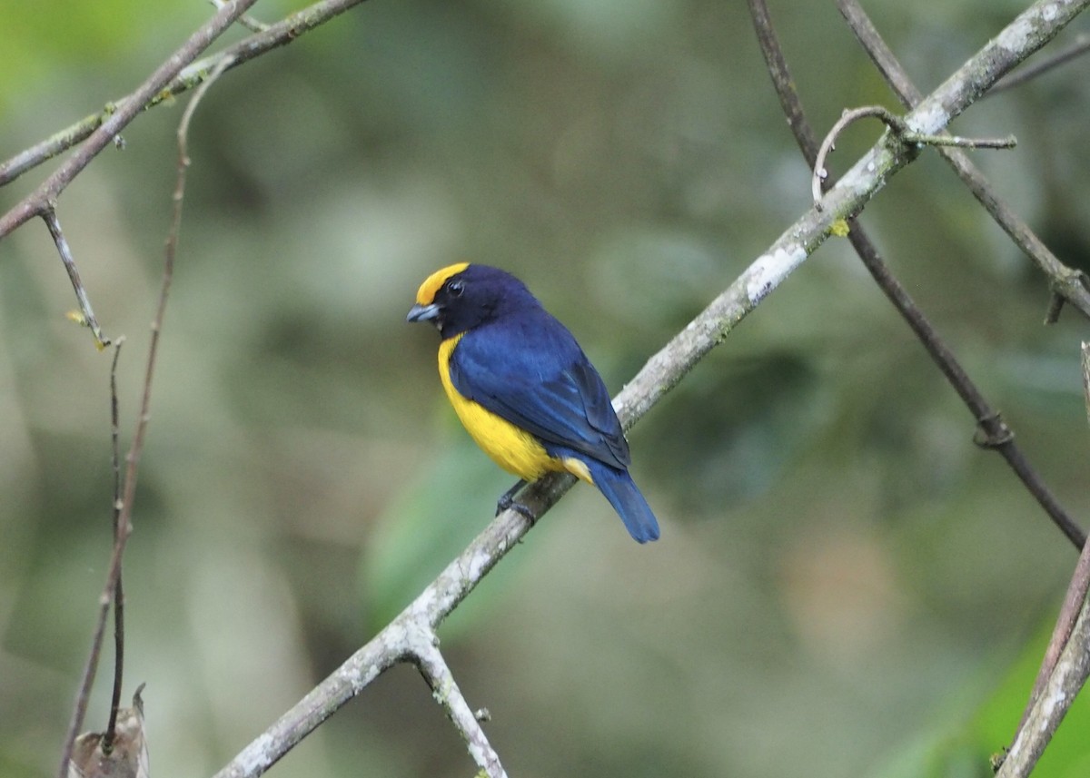 Orange-bellied Euphonia - ML646537360
