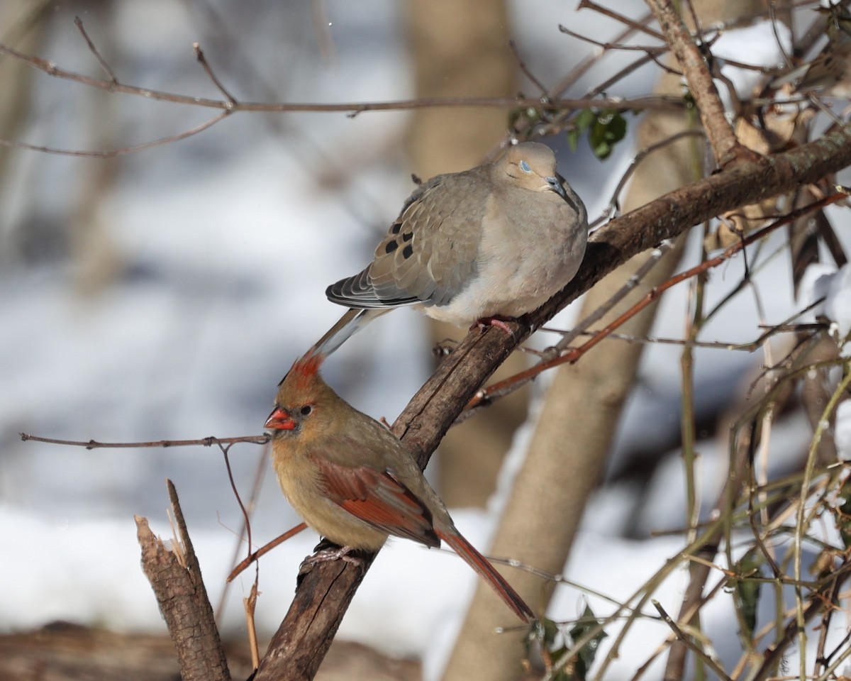 Mourning Dove - ML646537361