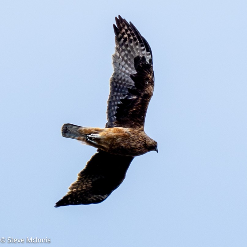 Орел-карлик австралійський - ML646537367