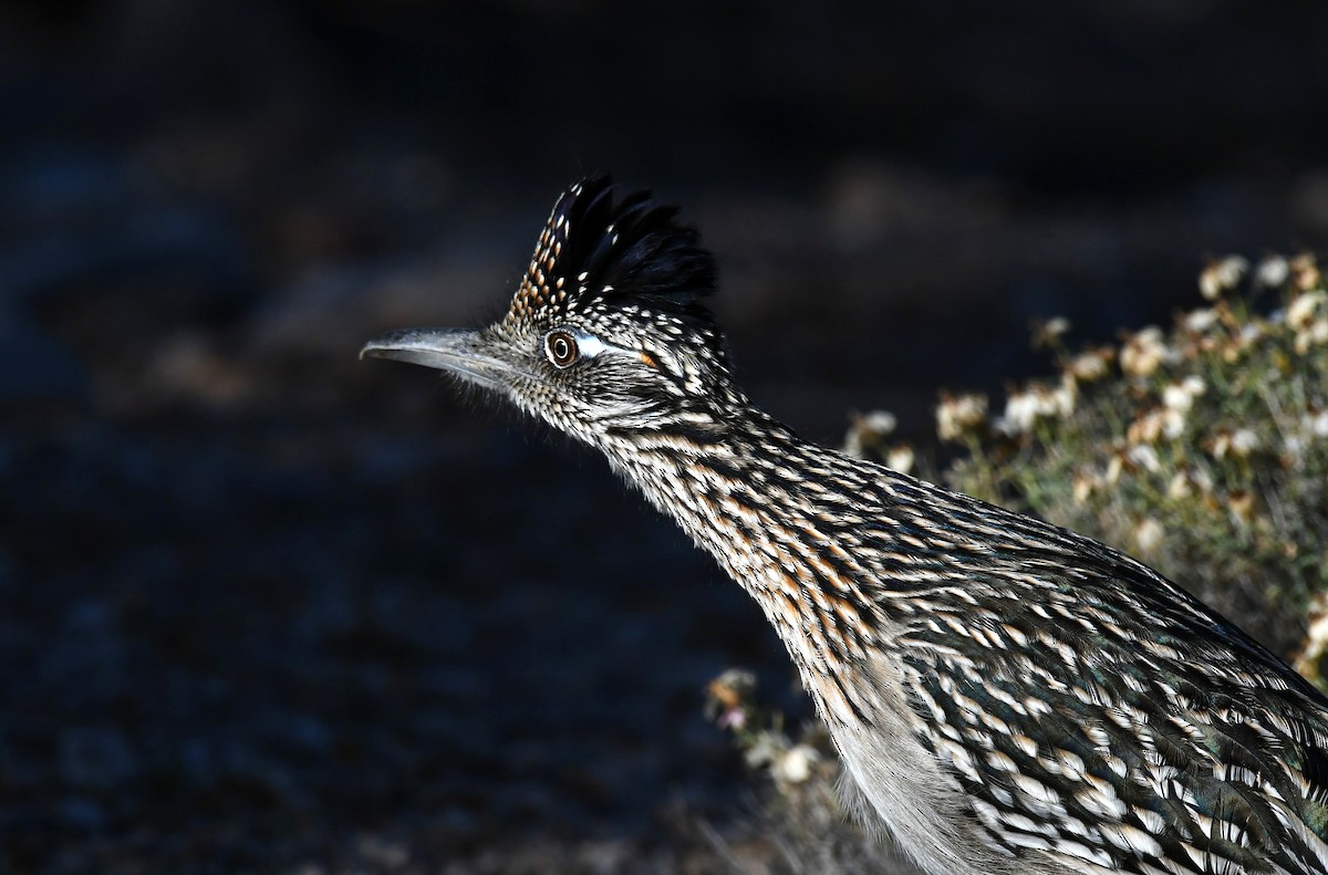 Greater Roadrunner - ML646537369