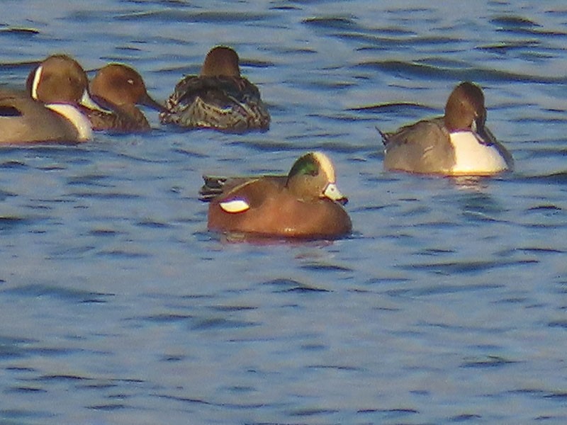 ברווז אמריקני - ML646537370