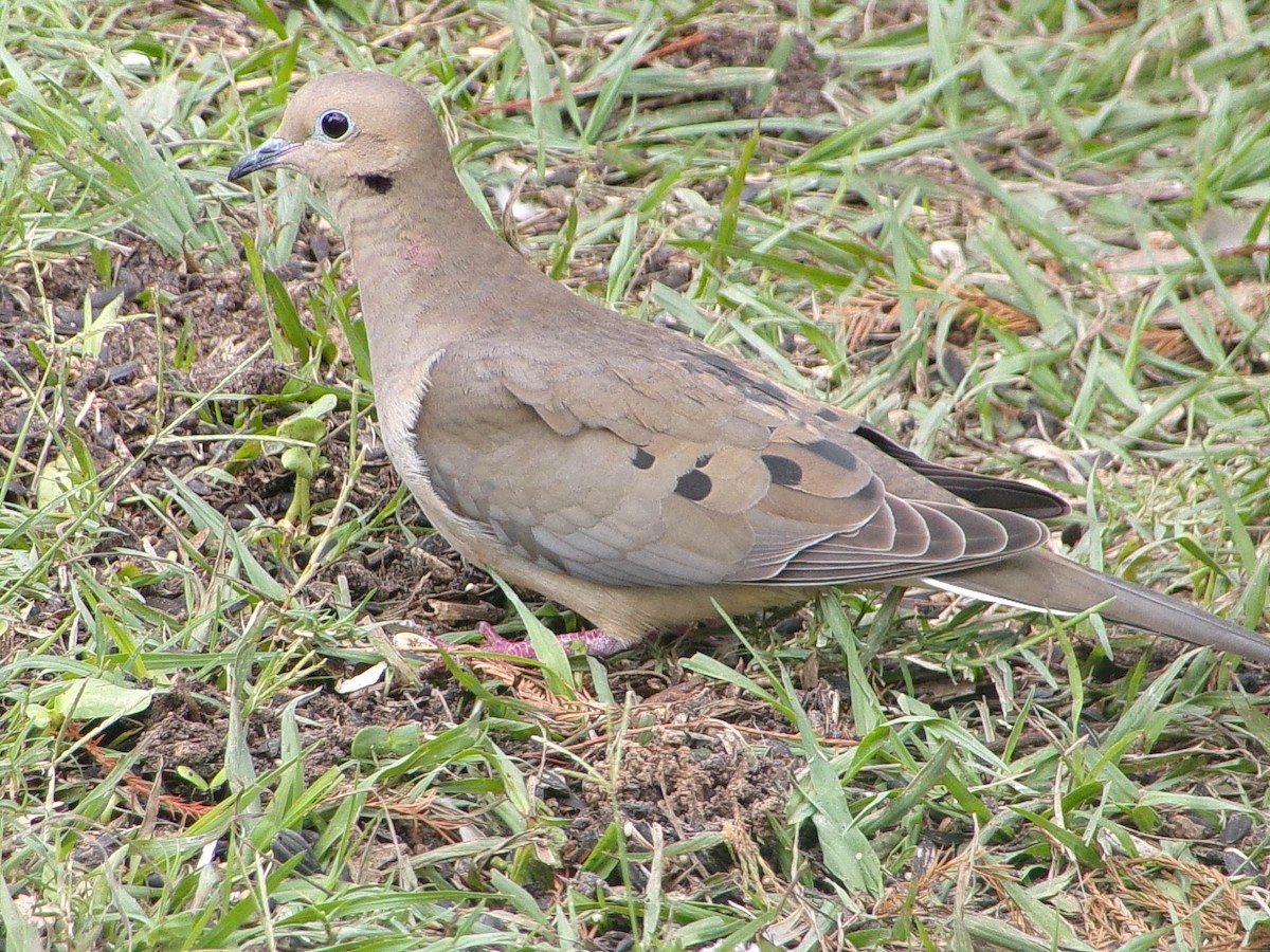 Uzun Kuyruklu Kumru - ML646537374